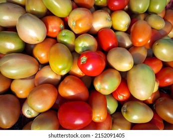 Capture of stall of riped tomatoes. Ripen tomatoes isolated on stall in Farm. Tomatoes stall in vegetables farm.  Red tomato stall. With selective focus on the subject.