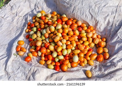 Capture of stall of riped tomatoes.
Ripen tomatoes isolated on stall in Farm. Tomatoes stall in vegetables farm. Red tomato stall. With selective focus on the subject.