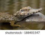 Capture stunning footage of a submerged caiman in the wild in the Amazonian basin of Ecuador,showcasing the incredible biodiversity of the region.