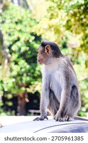Capture the unexpected sight of a mischievous monkey casually posing atop a vehicle in a vibrant animal portrait.