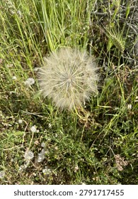 Captured in a bright meadow, this delicate salsify seedhead features soft textures and complex filaments against verdant grasses. evokes peace, whimsy, and the transient beauty of nature in tiny details.