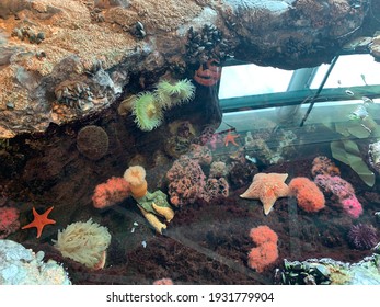 Captured By Shedd Aquarium At Chicago