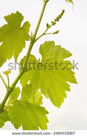 The first tender buds