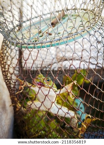 A captured frog is trapped in the net .
