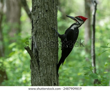 Captured in its natural habitat, a Pileated Woodpecker clings to a rugged tree trunk, its striking red crest and bold black plumage standing out amidst the lush greenery of the forest.