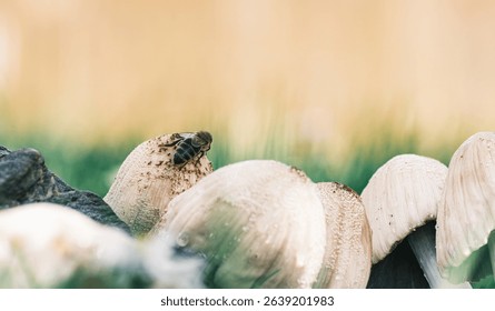 Captured in soft light, a bee rests atop a mushroom. The scene focuses on its interaction with the natural world, highlighting the symbiosis between insect and fungi in nature