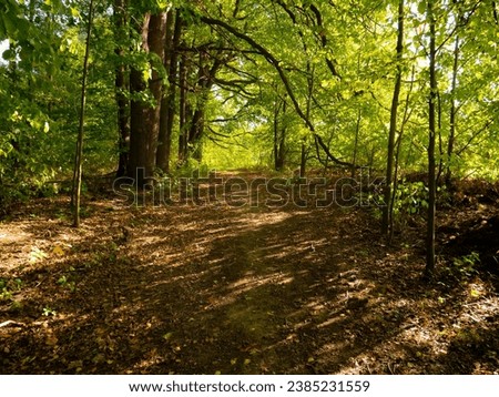 Similar – Wald im Frühling Erholung