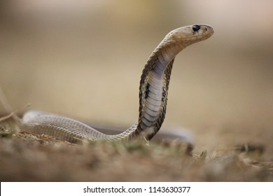 Indochinese Spitting Cobra Naja Siamensis Found Stock Photo (Edit Now ...