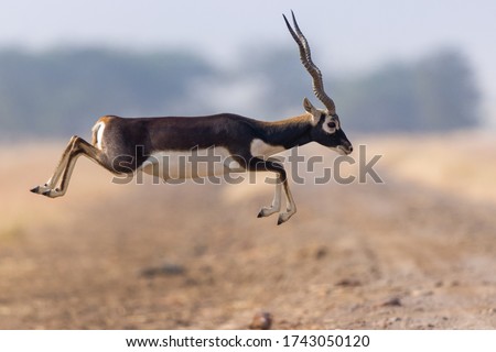 Captured This BlackBuck Male Jumping To another Side Of Grassland At Velavadar ,  Gujarat . 