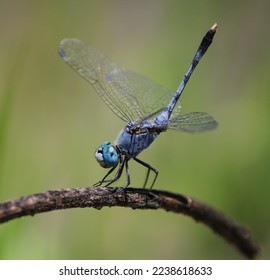 Captured this Blue colour Dragon Fly in Cultivated Land