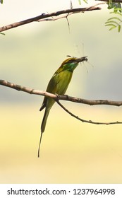 I captured this image when I was been to a bird sanctuary, green bee eater trying to hunt. I kept silent for half an hour. She kept hunting and got succeded atlast when she caught a dragonfly. 