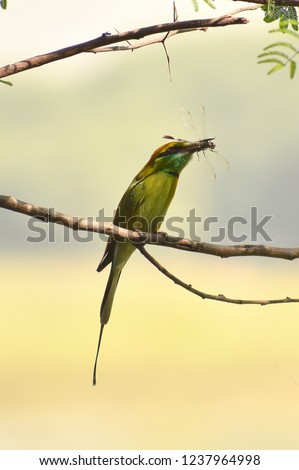 I captured this image when I was been to a bird sanctuary, green bee eater trying to hunt. I kept silent for half an hour. She kept hunting and got succeded atlast when she caught a dragonfly. 