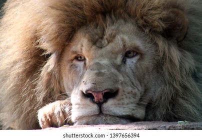 captured-this-male-lions-tired-260nw-1397656394.jpg