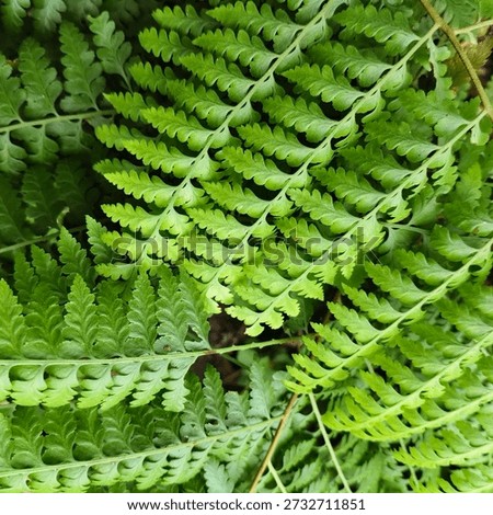 Captured from a top-down perspective, this angle minimizes distortion and accentuates the natural fractals of the leaves