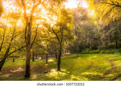 Captured At Villa Ada Park. 