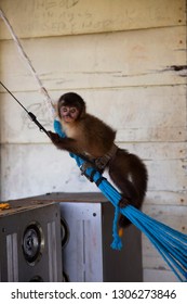 Captured Young Tufted Capuchin, Sapajus Apella, Monkey With A Belt Around His Waist And Tied To A Hammock On The Porch Of A Wooden Cabin To Keep As A Pet Or For Food, Bush Meat