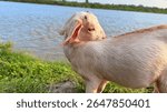 Captures a goat in profile; its fur is white and light brown as it gazes over its shoulder near green grass. Lake and treeline visible in distance under a bright sky.