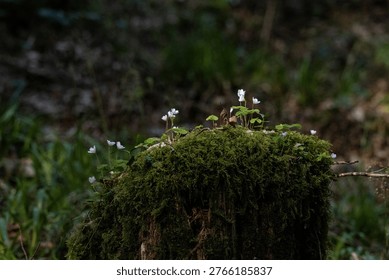 captures a group of tiny white flowers growing on a moss-covered stump in a dark atmospheric woodland setting.