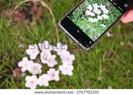 Capturing Cherry Blossoms with Mobile Phone Camera