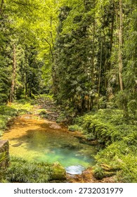 Capturing crystal clear stream flowing through lush forest with palm vegetation at Jinbian Brook Zhangjiajie