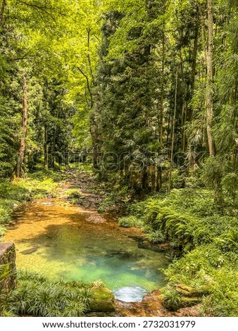 Capturing crystal clear stream flowing through lush forest with palm vegetation at Jinbian Brook Zhangjiajie