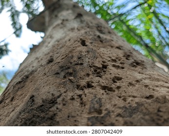 Capturing a dramatic upward perspective of a rough tree stem, highlighting gritty organic textures and a shallow depth of field against a soft out-of-focus background of green foliage.
