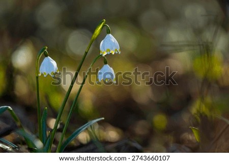 Capturing early bloomers, the March beaker in backlight.