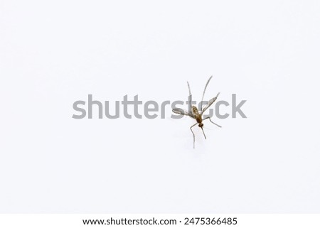 Capturing the elegance of a mosquito in mid-air, this image showcases its delicate wings and slender body against a pristine white backdrop.