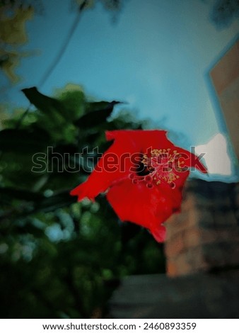 Capturing the essence of a garden’s glory, this image features a stunning red hibiscus flower in full bloom. The flower’s rich, velvety petals are perfectly complemented by the vivid red.
