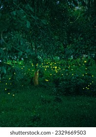 Capturing a firefly flying through the trees with a long exposure. Nighttime in Thailand's Prachinburi.