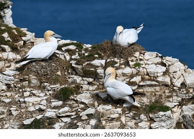 Capturing a group of gannets, mating and nesting on the ledge of a cliff face, at Bempton Cliffs.