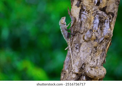 Capturing a guard lizard, camouflaged to a tree, in Yala National Park, Sri Lanka.