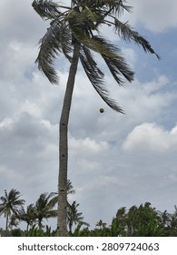 Capturing an image of a coconut falling from the tree amidst the atmosphere of the village coconut plantation was truly an extraordinary moment.