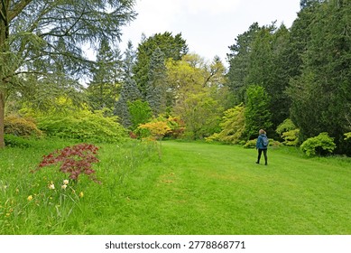 Capturing a lone walker amidst spring growth, in a beautifully landscaped arboretum.