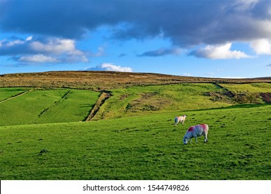 1,249 Bronte land Images, Stock Photos & Vectors | Shutterstock