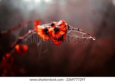 Similar – Image, Stock Photo Small flowers Environment