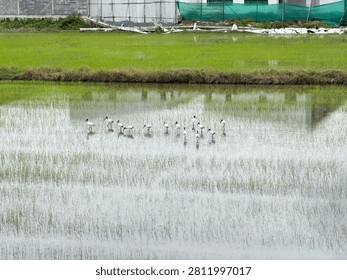 Capturing the quiet elegance of the Black-headed Ibis