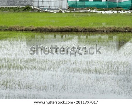 Capturing the quiet elegance of the Black-headed Ibis