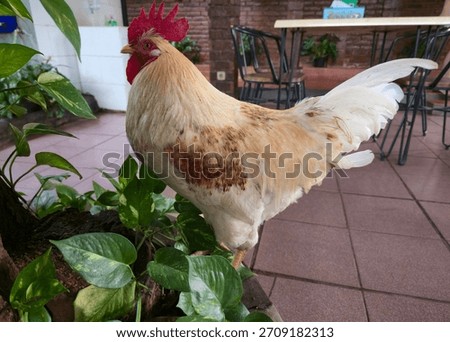 Capturing serene barnyard elegance, a rooster surveys its urban jungle perch in a cozy, plant-filled restaurant corner.