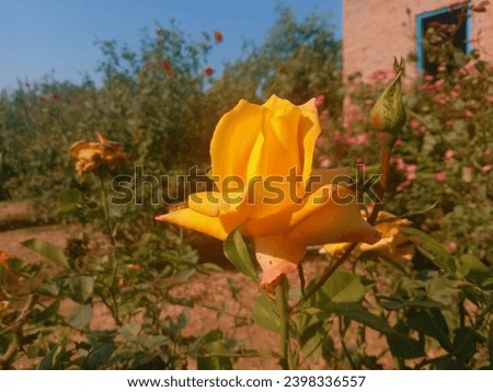 capturing the snap of scintillating yellow rose