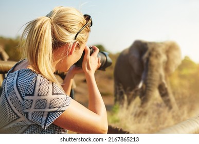 Capturing wildlife. Cropped shot of a female tourist taking photographs of elephants while on safari.