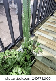 Captus plants are pleasing to look at and care for.