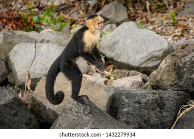 Capuchin (Cebinae) Monkey Standing On A Rock