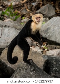 Capuchin (Cebinae) Monkey Standing On A Rock