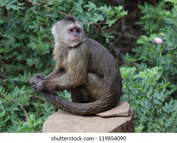 Capuchin Monkey