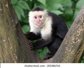 Capuchin Monkey