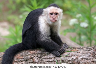 Capuchin Monkey