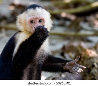 Capuchin Monkey