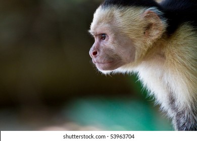 Capuchin Monkey