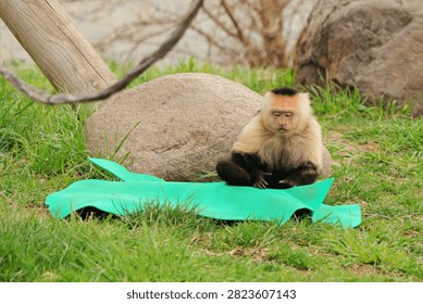 A Capuchin monkey appears to be doing Yoga